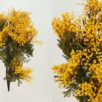Flores Silvestres Preservadas Por Paquete